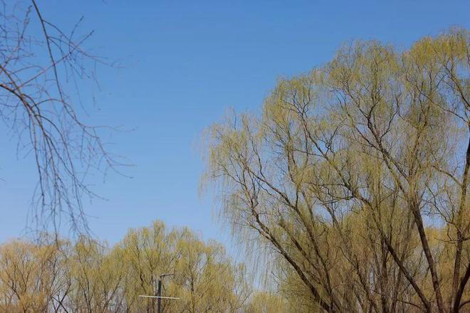一镜走天下春天休闲漫步北京朝阳公园的惊喜(图2)