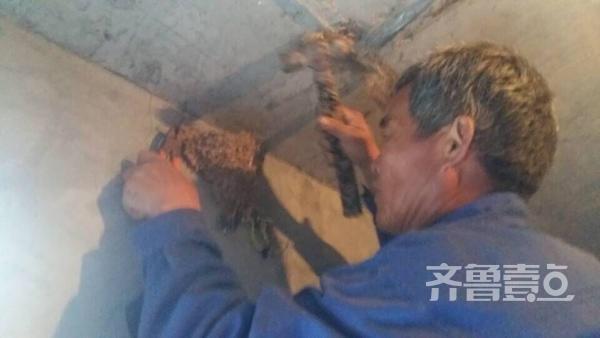 有爱！老农爬梯为燕子加固老巢(图2)